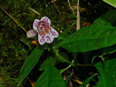 Hemiboea bicornuta, photographed by Jacy Chen