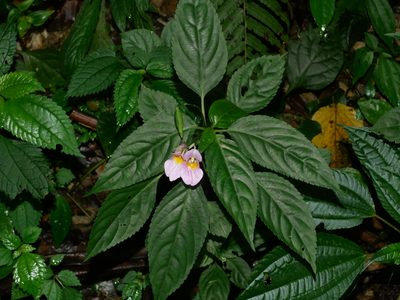 Impatiens uniflora, photographed by Jacy Chen