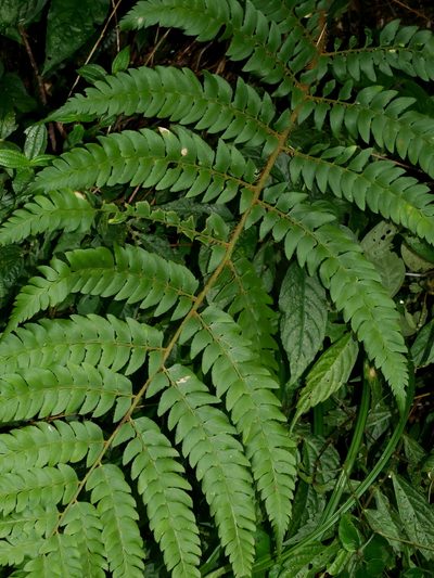 Polystichum scariosum, photographed by Jacy Chen