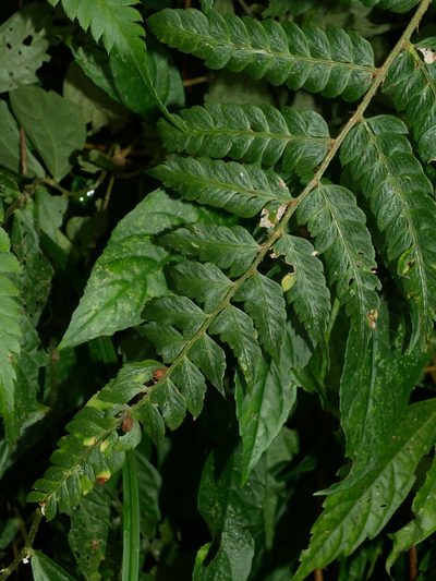 Polystichum scariosum, photographed by Jacy Chen
