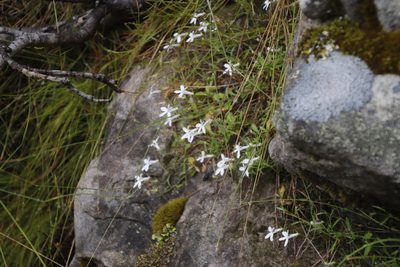 Lobelia pubescens, photographed by Tony Rebelo