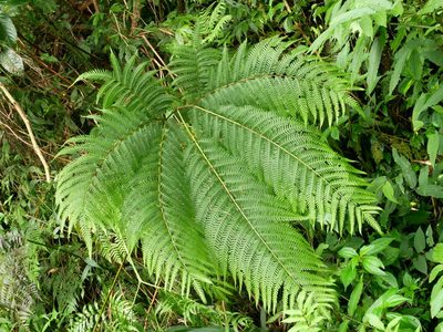Pteris wallichiana, photographed by Jacy Chen