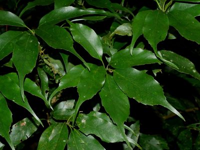 Quercus longinux, photographed by Jacy Chen