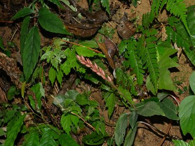 Rhomboda yakusimensis, photographed by Jacy Chen
