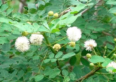 Leucaena lanceolata, photographed by Francisco Farriols Sarabia