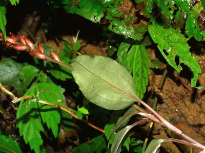 Rhomboda yakusimensis, photographed by Jacy Chen