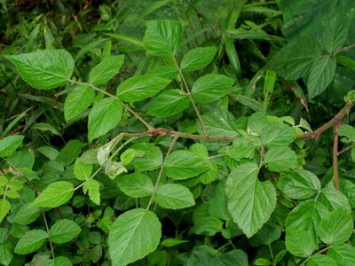 Rubus parviaraliifolius, photographed by Jacy Chen