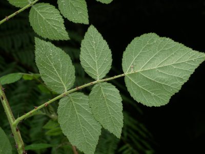 Rubus parviaraliifolius, photographed by Jacy Chen