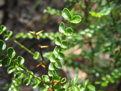Zanthoxylum capense, photographed by Matthew Fainman