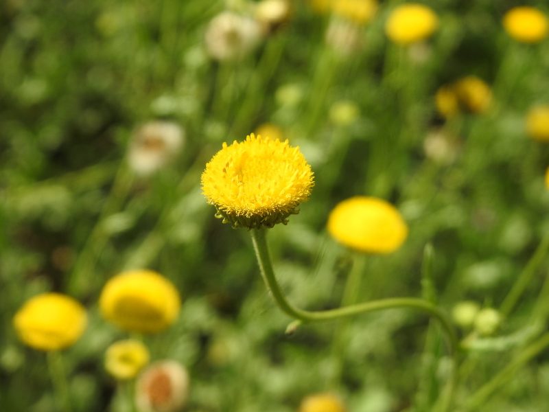 Nidorella podocephala, photographed by Matthew Fainman
