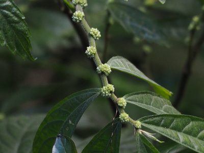 Elatostema lineolatum, photographed by 葉子