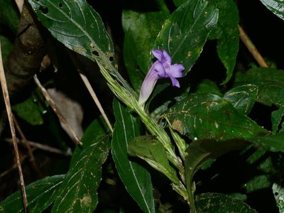 Strobilanthes longespicata, photographed by Jacy Chen