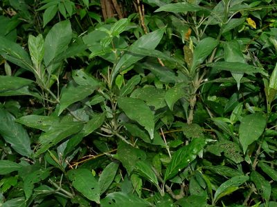 Strobilanthes longespicata, photographed by Jacy Chen