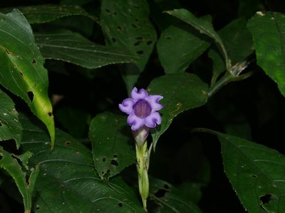 Strobilanthes longespicata, photographed by Jacy Chen