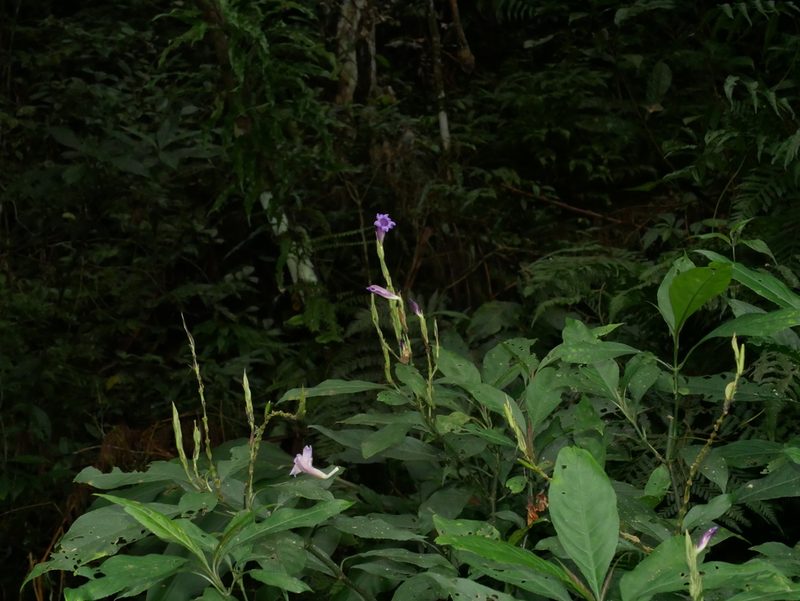 Strobilanthes longespicata, photographed by Jacy Chen