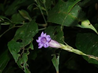 Strobilanthes longespicata, photographed by Jacy Chen