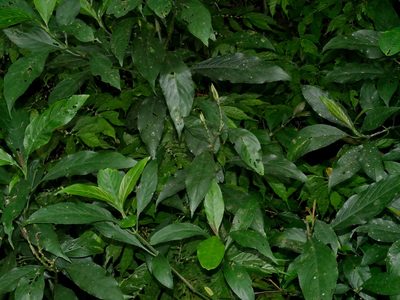 Strobilanthes longespicata, photographed by Jacy Chen