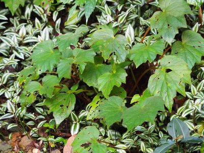 Begonia palmata, photographed by 葉子