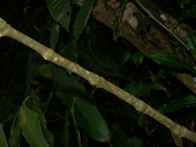 Strobilanthes longespicata, photographed by Jacy Chen