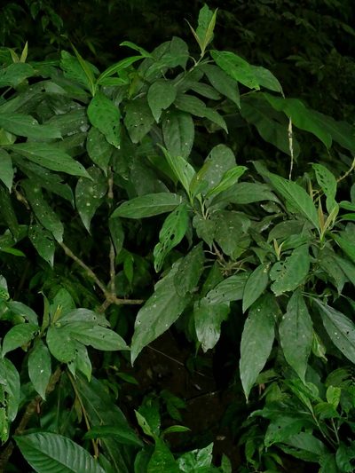 Strobilanthes longespicata, photographed by Jacy Chen