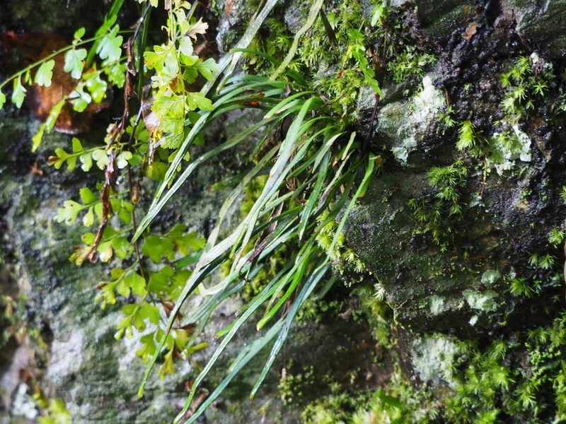 Haplopteris anguste-elongata, photographed by 葉子