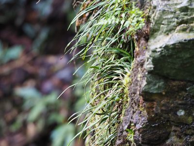 Haplopteris anguste-elongata, photographed by 葉子