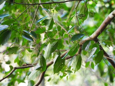 Eustigma oblongifolium, photographed by 葉子