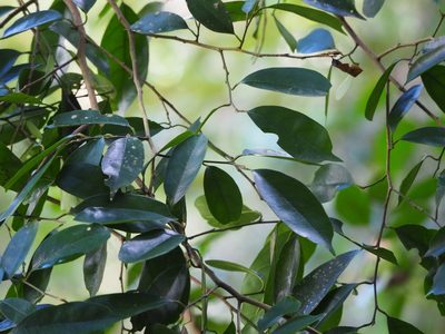 Eustigma oblongifolium, photographed by 葉子