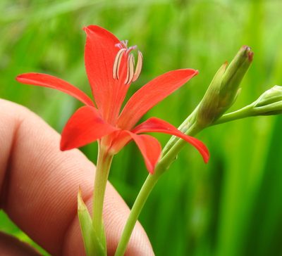 Freesia grandiflora, photographed by Matthew Fainman