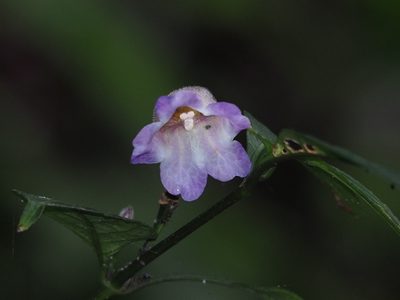 Strobilanthes formosana, photographed by 葉子