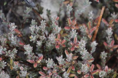 Indigofera glomerata, photographed by Tony Rebelo