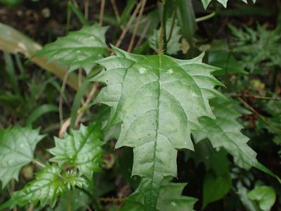Laportea grossa, photographed by Mahomed Desai