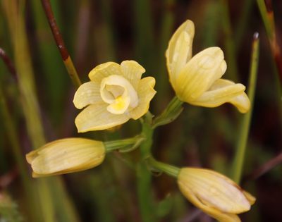 Eulophia tabularis, photographed by Tony Rebelo