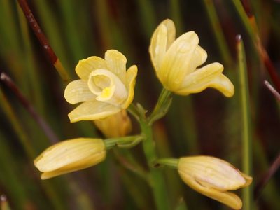 Eulophia tabularis, photographed by Tony Rebelo