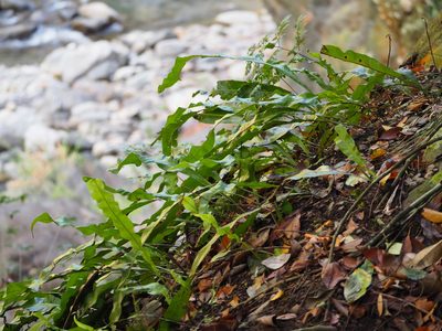 Lepisorus fortuni, photographed by 葉子