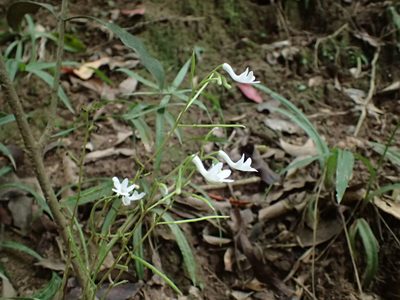 Streptocarpus haygarthii, photographed by Mahomed Desai