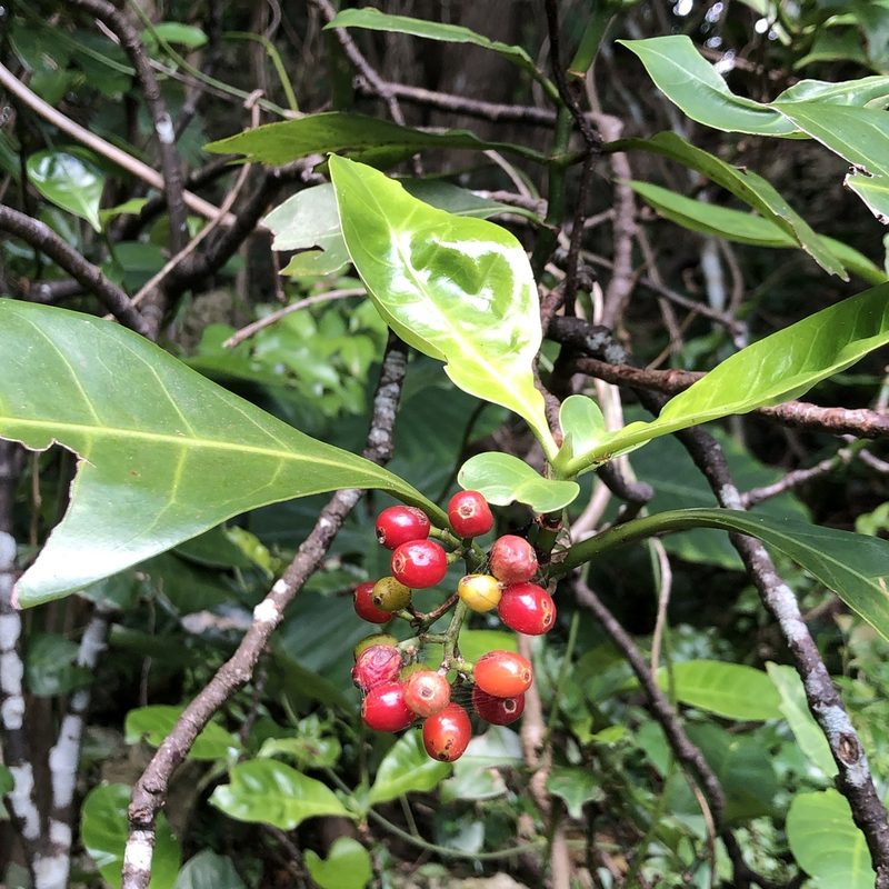 Psychotria manillensis, photographed by Takaaki Hattori