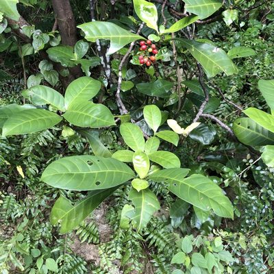 Psychotria manillensis, photographed by Takaaki Hattori