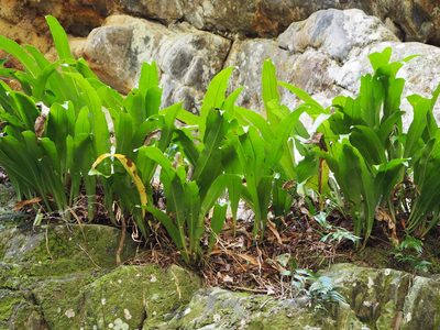 Microsorum punctatum, photographed by 葉子