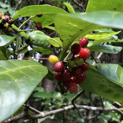 Psychotria manillensis, photographed by Takaaki Hattori