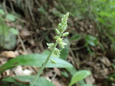 Resnova humifusa, photographed by Mahomed Desai