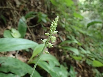 Resnova humifusa, photographed by Mahomed Desai