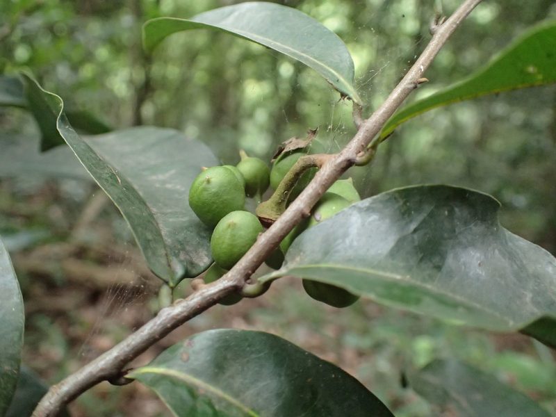 Uvaria afra, photographed by Mahomed Desai