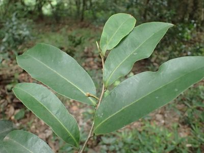 Uvaria afra, photographed by Mahomed Desai