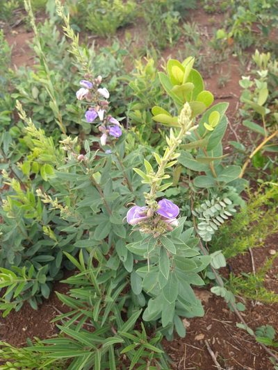 Periandra mediterranea, photographed by Leonardo Bergamini