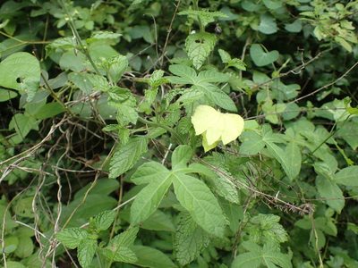 Dalechampia capensis, photographed by Mahomed Desai