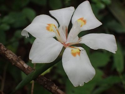 Dietes butcheriana, photographed by Mahomed Desai