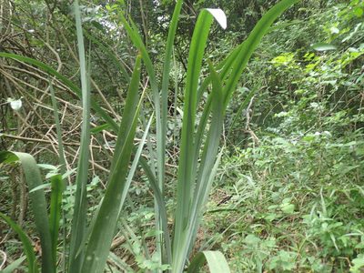 Dietes butcheriana, photographed by Mahomed Desai