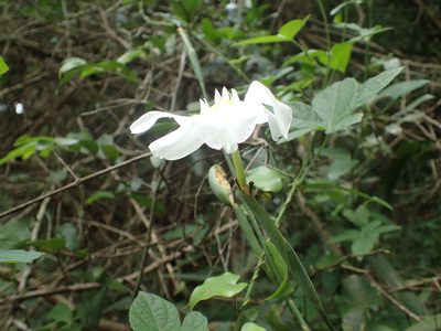 Dietes butcheriana, photographed by Mahomed Desai