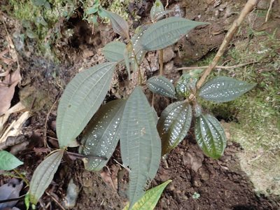 Blastus cochinchinensis, photographed by 葉子